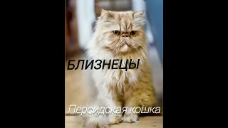 Какая ты кошка по знаку зодиака 🐱