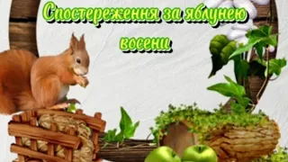 Спостереження за яблунею восени. Підготувала Сафронова І. О., вихователь ДНЗ 453 м. Харкова.