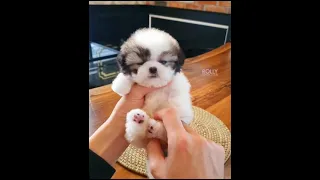 Baby Dogs   Cute and Funny Baby Dogs Videos Compilation # 181 720p 30fps H264 192kbit AAC