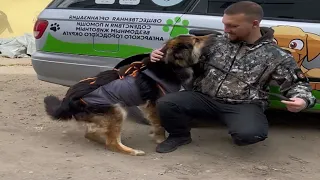 The dog stood up on its hind legs with great joy and showered its benefactor with kisses.