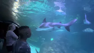 Exploring The Shark Tunnel