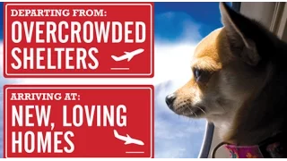 Wings of Rescue: Passionate Pilots Saving Dogs and Cats!