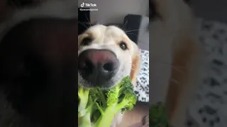 "I love broccoli".     |doggo| |dogs|  #shorts