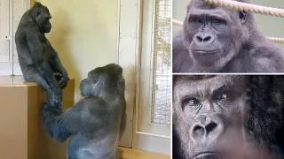Silverback Gorilla's Quick Response To Daughter In Troubles | The Shabani Group