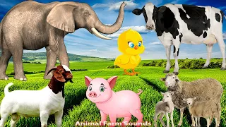 Farm Animal Sounds: Cat, Chicken, Dog, Elephant, Goat, Horse - Animal Sounds