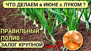 ЛУК всегда КРУПНЫЙ! Уход за луком в ИЮНЕ. Как ПОЛИВАТЬ лук, чтобы он вырос крупным?!