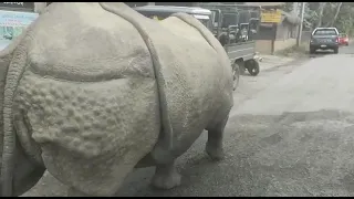 Holy RhinO!! Indian One Horned Rhino Roams The Streets