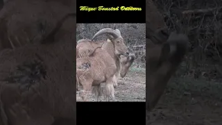 Hunting Aoudad with Bow and Arrow #shorts