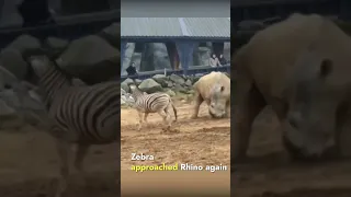 Zebra tries to kick the Rhino to show his muscle strength #zebra #rhino#animal #wildlife