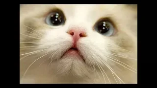 BEST 2 HOUR LONG FUNNY CAT COMPILATION - Funny Kitty Cat Fails & Kitten Moments by FunnyVines