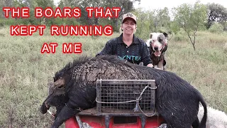 THE BOARS KEPT RUNNING AT ME