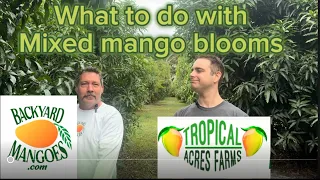 What to do with mixed bloom mangoes