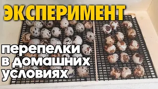 СОЗДАЮ ПЕРЕПЕЛИНУЮ ФЕРМУ ИЗ МАГАЗИННЫХ ЯИЦ