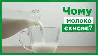 Чому скисає молоко?