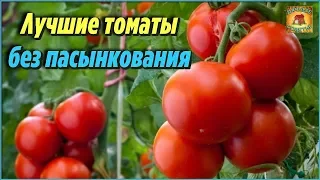 Самые лучшие сорта томатов без пасынкования для теплиц и открытого грунта. Описания и характеристики