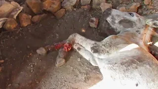 Abused donkey with legs lacerated rescued.