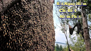 #889.Điệp Muốn TẮT THỞ Bị Ong Đánh Bắt 3 Tổ. Want to Shut Down When Catching 3 Hives Beaten by Bees