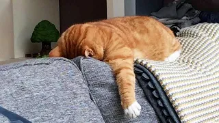 FUNNY CAT MEMES COMPILATION OF 2022 PART 72