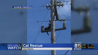 Cat Stuck On San Bruno Utility Pole For Three Days Reunited With Owner