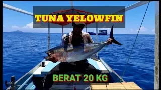 Yellowfin, strike tuna