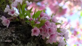 Мелодия души.. ВЕСНА (Mehdi - The First Day of Spring)