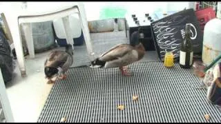 Ducks Attack!