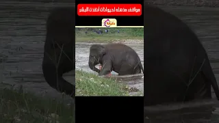 مواقف مذهلة لحيوانات أنقذت البشر ج٢