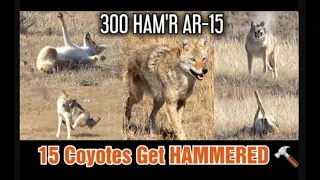 15 Coyotes Down 300 HAM'R AR 15