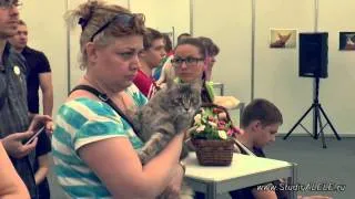 Кошки и люди, любящие кошек