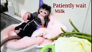 Today baby monkey libby waiting mom patiently cooking in the kichen and waiting milk