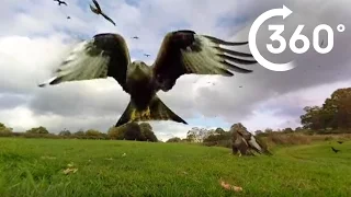 360° Red Kite Bird Feeding Frenzy 4k | BBC Earth Unplugged