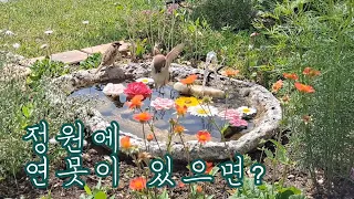 3일동안 연못을 찾은 새들은?｜새 관찰기