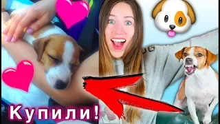 БЕРЕМ СОБАКУ ! КАК Я ПОКУПАЛА ДЖИНУ МОЯ ИСТОРИЯ | Elli Di Pets