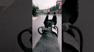 Доберман распугал всех наркоманов на районе #doberman #доберманы #собаки #доберман