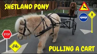 How to teach a Shetland pony to pull a cart | Teddy the Shetland