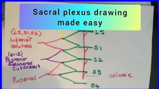 Sacral Pluxes Easy Schetch || (sacral plexus drawing made easy)||