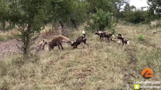 REAL FIGHT IN KRUGER Wild Dog & Hyena Punching MatchWild Dog & Hyena BOXING MATCH