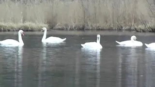 Дикие лебеди в природе, видео rybachil.ru