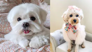 Cutest Maltese Puppies (Compilation) Toy & Teacup Puppy Dogs