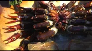 Kilalanin ang mga Horseshoe Crab! | Born to be Wild