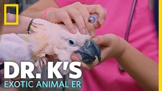 A Cockatoo With Diet Issues | Dr. K's Exotic Animal ER