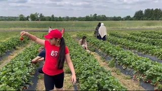 Собираем клубнику на ферме Specca farm. Нью-Джерси. США.