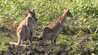 Untamed Australia episode 4 (Documentary)