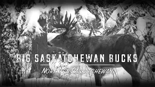 Big Saskatchewan Bucks (Teaser)