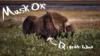 How Musk Ox Survived the Ice Age