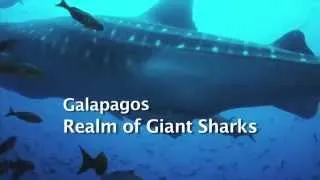 HD    Galapagos, Realm of Giant Shark
