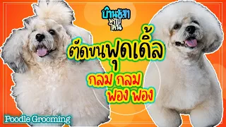 บ้านหมาพาไปไหน l ตัดขน Poodle ตัดไปคิดทรงไป จะออกมาเป็นยังไงนะ