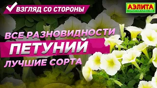 Все разновидности петуний. Лучшие сорта петуний