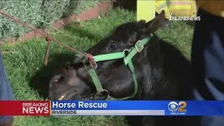 Horse Rescued After Falling Into What Might Be An Underground Vault In Riverside