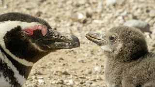 How One Penguin Started A 3000+ Colony | Close Encounters | BBC Studios